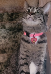 Reunited Female Cat last seen Weston and Wellington, London, ON 