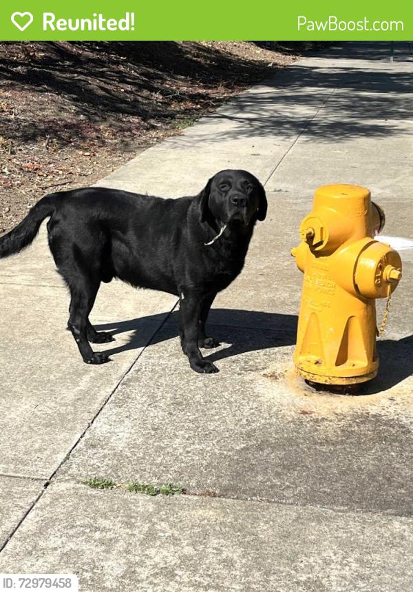 Reunited Male Dog last seen orchard ave, Hayward, CA 94544