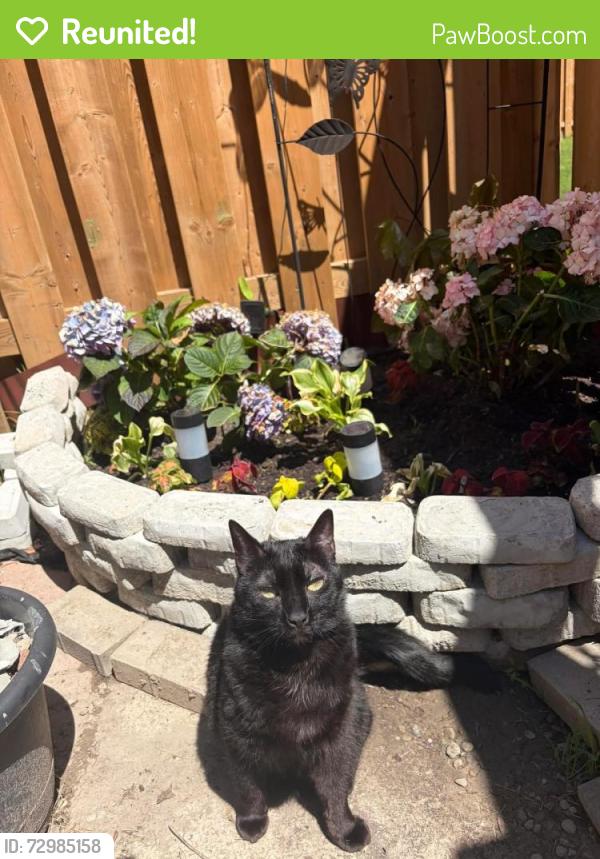Reunited Female Cat last seen Yonge/mulock , Newmarket, ON L3X 1W3
