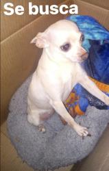 Lost Female Dog last seen Near s Saint Louis Ave , Chicago, IL 60623
