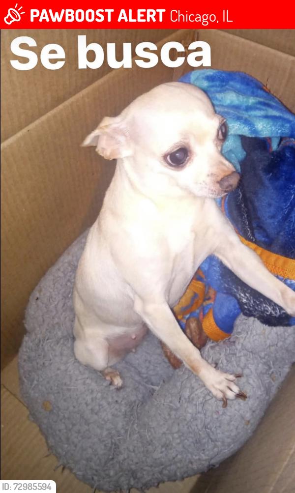 Lost Female Dog last seen Near s Saint Louis Ave , Chicago, IL 60623