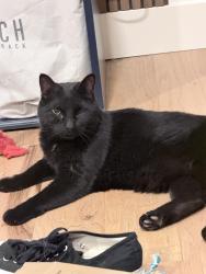 Reunited Male Cat last seen Near W, West Valley City, UT 84120