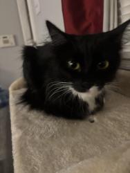 Reunited Female Cat last seen East Paulding Drive and Hiram Acworth Hwy , Dallas, GA 30157