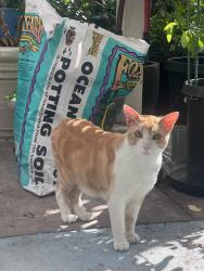 Found/Stray Unknown Cat last seen Jenning street and Ingerson Ave. in my backyard, San Francisco, CA 94124