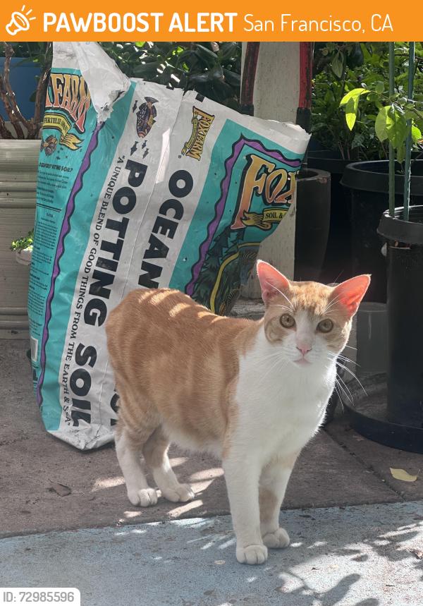 Found/Stray Unknown Cat last seen Jenning street and Ingerson Ave. in my backyard, San Francisco, CA 94124