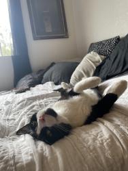 Lost Male Cat last seen Trucker river dr and coloma road, Rancho Cordova, CA 95670