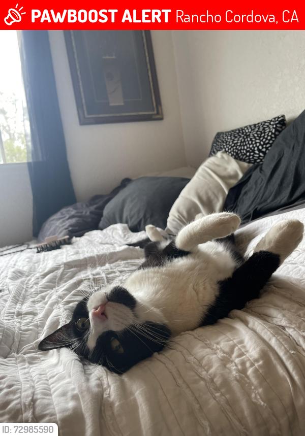 Lost Male Cat last seen Trucker river dr and coloma road, Rancho Cordova, CA 95670