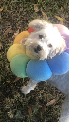 Lost Female Dog last seen Dover Drive, Land O Lakes, FL, Land O' Lakes, FL 34639