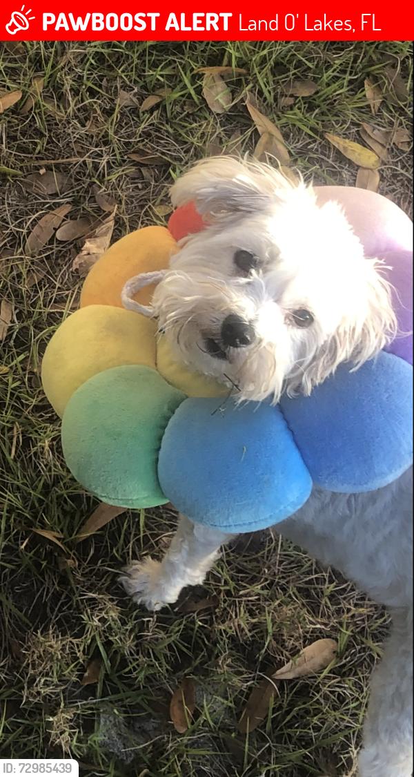 Lost Female Dog last seen Dover Drive, Land O Lakes, FL, Land O' Lakes, FL 34639