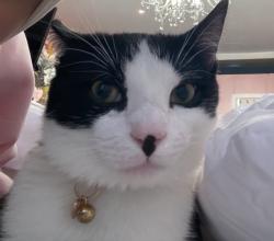 Reunited Male Cat last seen Near Summit + Charles and Bowers, Jersey City, NJ 07307
