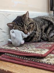 Reunited Male Cat last seen Near Milmont Ave, Swarthmore, PA 19081, USA, Swarthmore, PA 19081