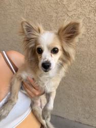 Found/Stray Male Dog last seen Del Sol Aparments, Las Vegas, NV 89103