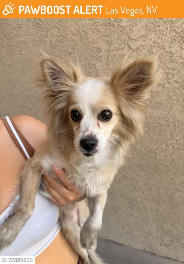 Found/Stray Male Dog last seen Del Sol Aparments, Las Vegas, NV 89103
