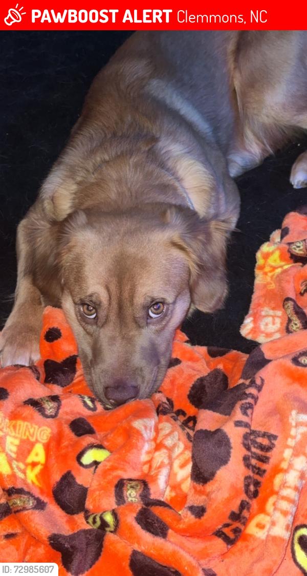 Lost Male Dog last seen Near Asburys place and rays donuts, Clemmons, NC 27012