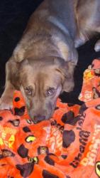 Lost Male Dog last seen Near Asburys place and rays donuts, Clemmons, NC 27012