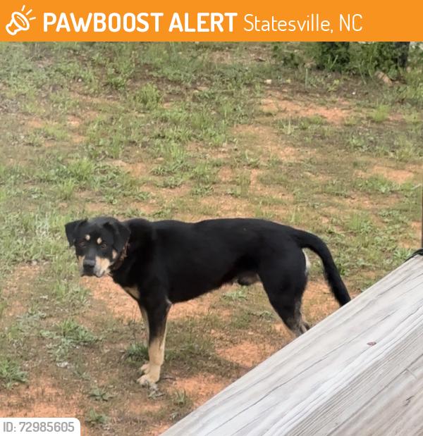 Found/Stray Male Dog last seen Forest hollow drive , Statesville, NC 28677