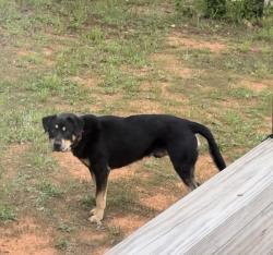Found/Stray Male Dog last seen Forest hollow drive , Statesville, NC 28677