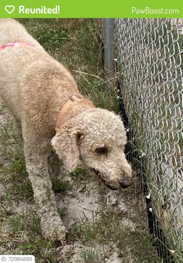 Reunited Female Dog last seen Redwood Tahitian, Holiday, FL 34691