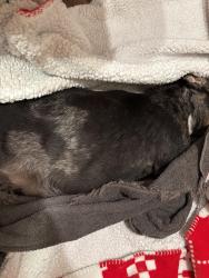 Found/Stray Female Dog last seen Hwy 431 near Circle K and Dollar General, Saks, AL 36206