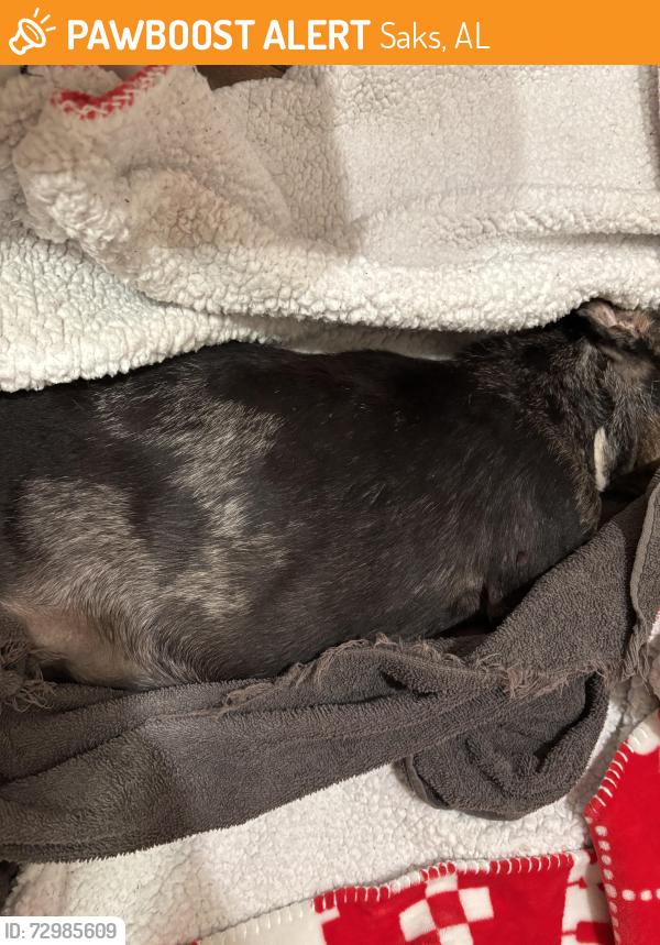 Found/Stray Female Dog last seen Hwy 431 near Circle K and Dollar General, Saks, AL 36206
