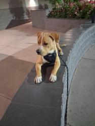 Lost Male Dog last seen QT 28th drive cactus rd, Phoenix, AZ 85029