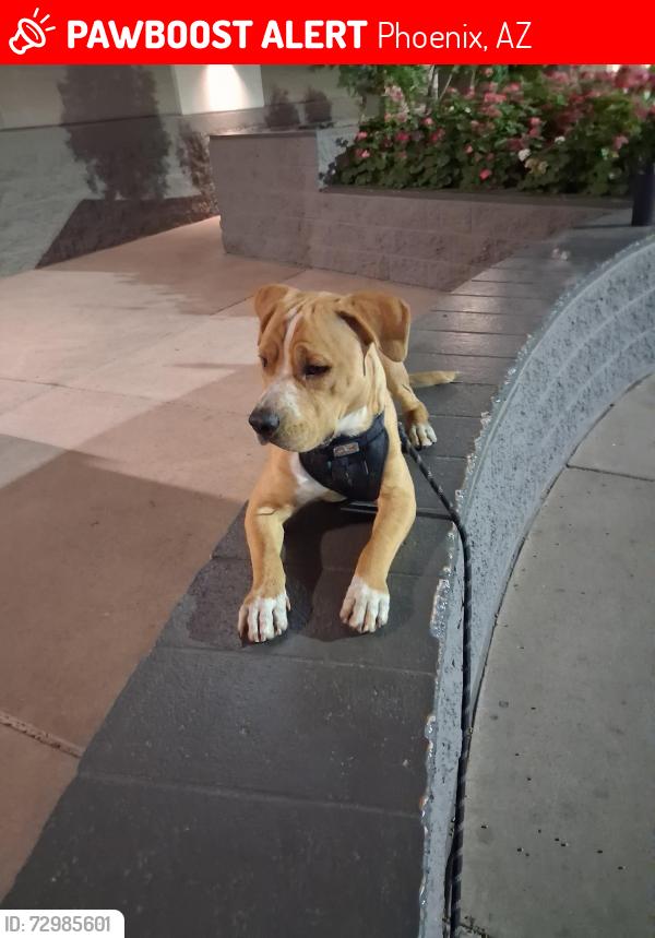 Lost Male Dog last seen QT 28th drive cactus rd, Phoenix, AZ 85029