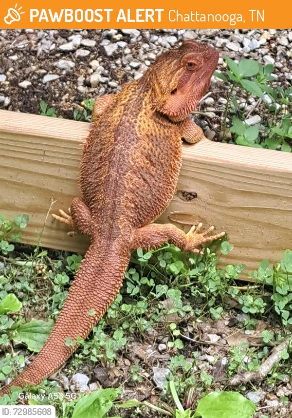 Found/Stray Male Reptile last seen Monte Vista Dr , Chattanooga, TN 37411
