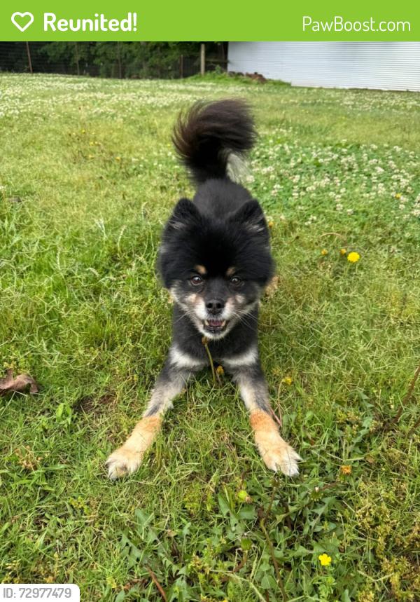 Reunited Male Dog last seen Blackman United Methodist Church, Murfreesboro, TN 37128