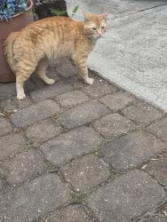 Found/Stray Unknown Cat last seen Guilford rd, Jamestown, NC 27282