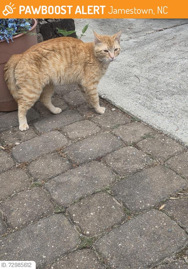 Found/Stray Unknown Cat last seen Guilford rd, Jamestown, NC 27282