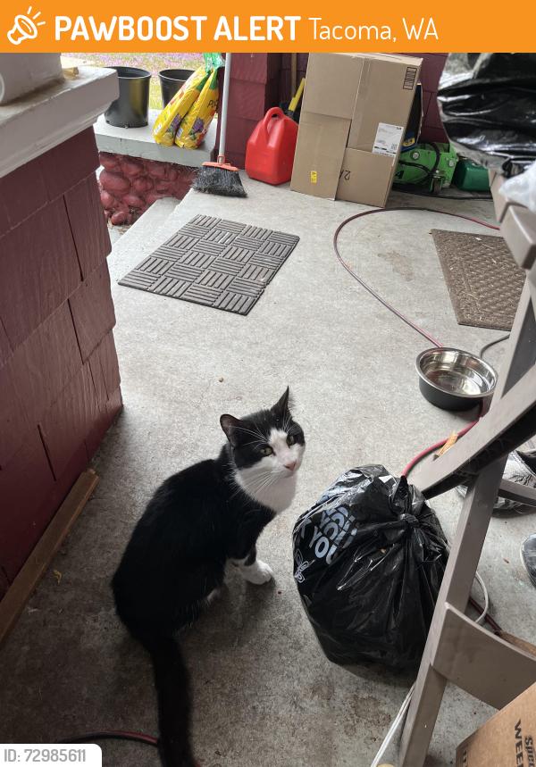Found/Stray Unknown Cat last seen 66thWarner, Tacoma, WA 98409