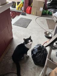 Found/Stray Unknown Cat last seen 66thWarner, Tacoma, WA 98409