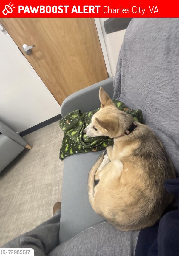 Lost Female Dog last seen Near a road, Charles City, VA 23030