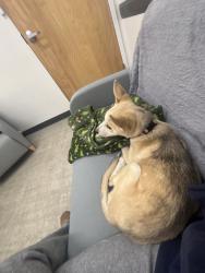 Lost Female Dog last seen Near a road, Charles City, VA 23030