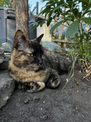 Reunited Female Cat last seen Grotto St and Charles Ave , Saint Paul, MN 55104