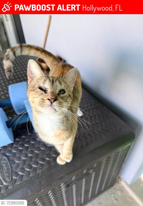 Lost Female Cat last seen Branch St, Hollywood, FL 33024