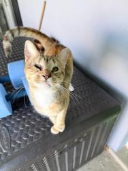 Lost Female Cat last seen Branch St, Hollywood, FL 33024