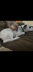 Lost Male Dog last seen Pintail dr and James donlon. , Antioch, CA 94509
