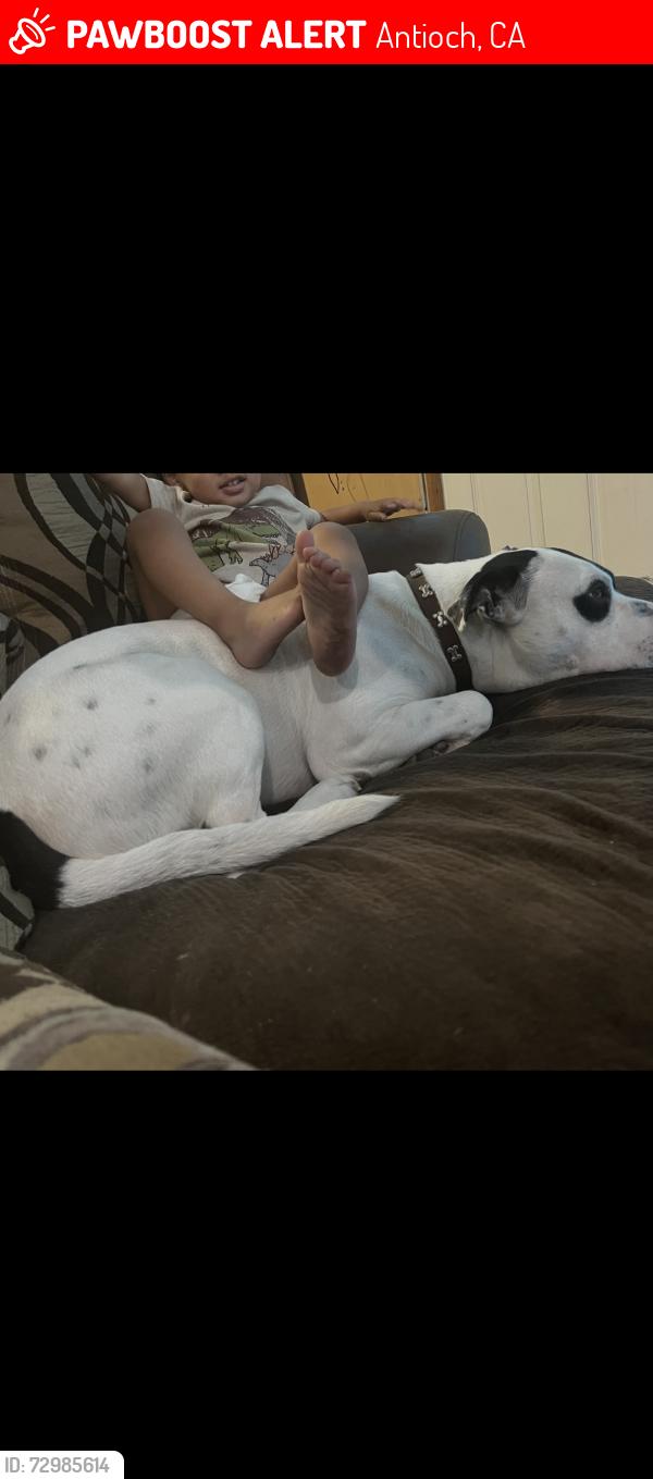 Lost Male Dog last seen Pintail dr and James donlon. , Antioch, CA 94509