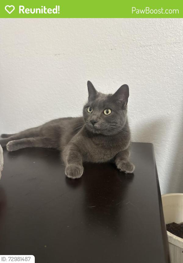 Reunited Female Cat last seen Wyco park, Northglenn, CO 80233