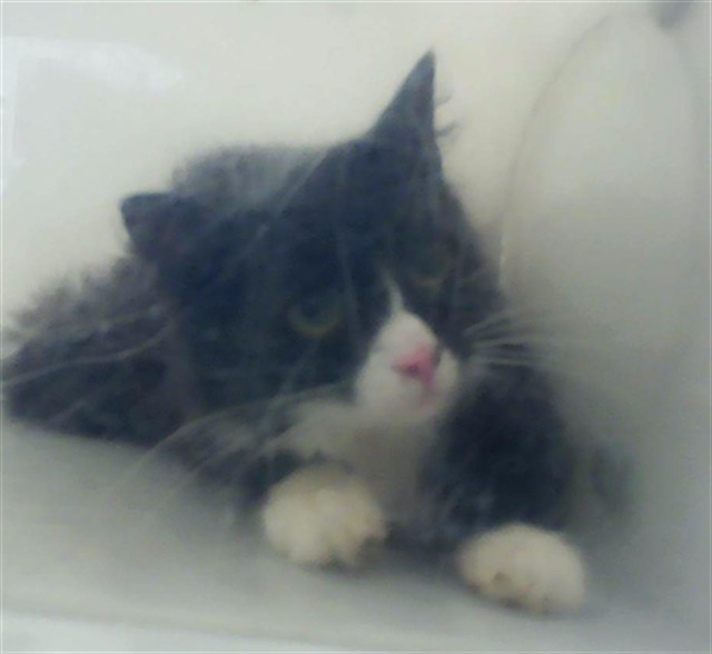 Shelter Stray Female Cat last seen Near BLOCK WAYSIDE RD, FAYETTEVILLE NC 28314, 4704 Corporation Dr, Fayetteville, NC 28306, USA