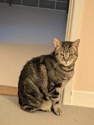 Lost Male Cat last seen Castle Close, Orford, England IP12