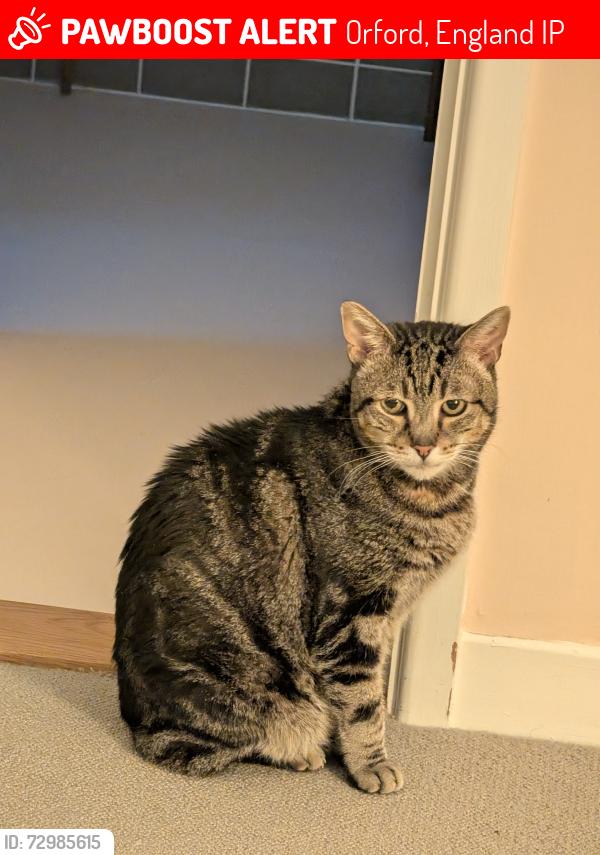 Lost Male Cat last seen Castle Close, Orford, England IP12