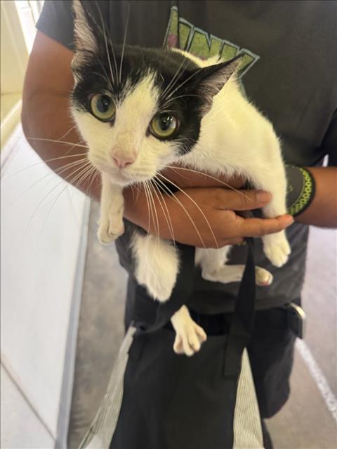 Shelter Stray Female Cat last seen , 1850 W 60th St, Los Angeles, CA 90047, USA