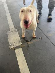 Shelter Stray Male Dog last seen , 1850 W 60th St, Los Angeles, CA 90047, USA