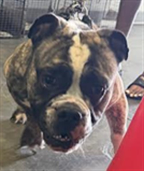 Shelter Stray Male Dog last seen , 1850 W 60th St, Los Angeles, CA 90047, USA