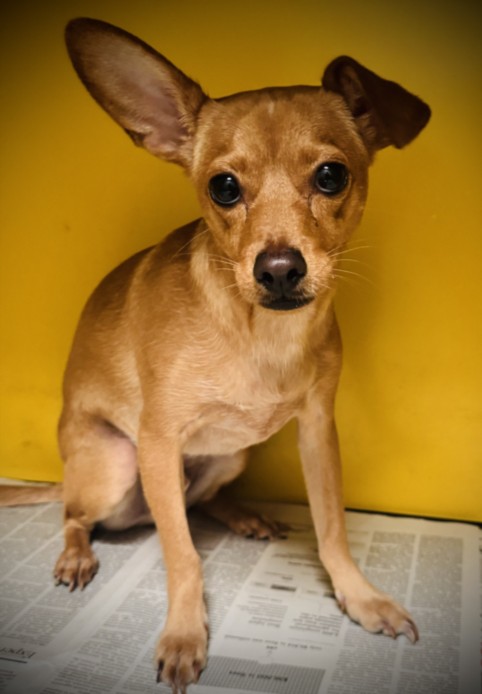 Shelter Stray Male Dog last seen , 3201 Lacy St, Los Angeles, CA 90031, USA