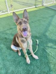 Shelter Stray Male Dog last seen , 3201 Lacy St, Los Angeles, CA 90031, USA