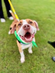 Shelter Stray Male Dog last seen CHARLOTTE, 8315 Byrum Dr, Charlotte, NC 28217, USA