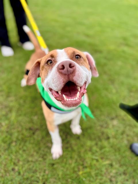 Shelter Stray Male Dog last seen CHARLOTTE, 8315 Byrum Dr, Charlotte, NC 28217, USA